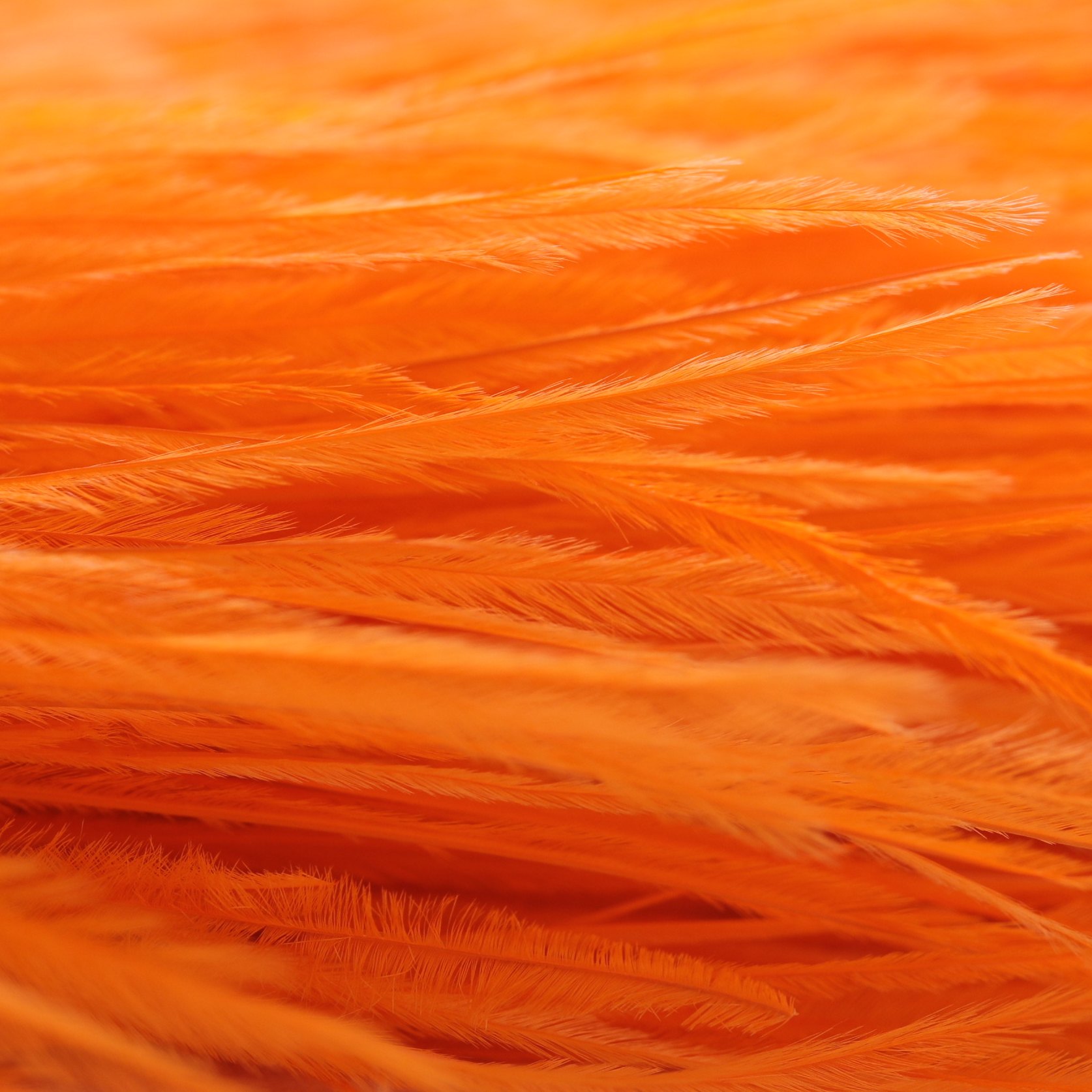 Ostrich feather Orange 8-10 / 10-15 / 15-18