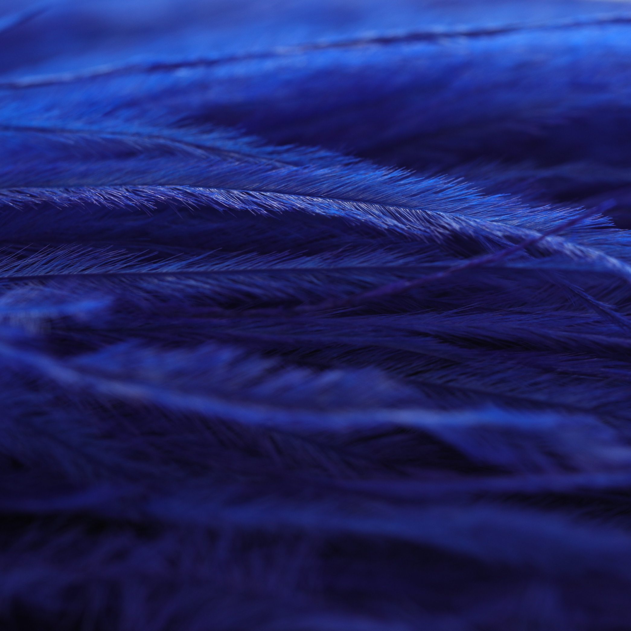 Ostrich feather Royal blue 8-10 / 10-15 / 15-18